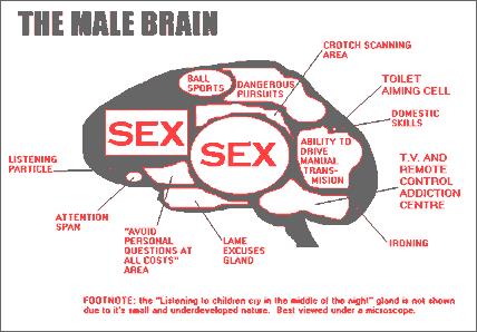 male brain